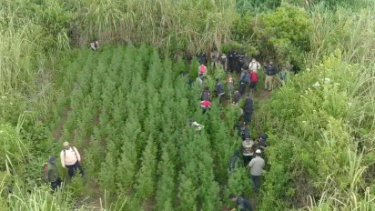 Foto Ladang Ganja Tumbuh Subur di Lereng Gunung Semeru Viral di Media Sosial, BBTNBTS Pastikan Tidak Ada Lagi Tanaman Psikotropika Itu di Kawasan Hutan Konservasi