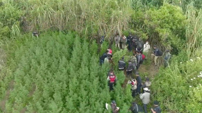 Temuan Ladang Ganja di Gunung Bromo, DPR akan Panggil Kemenhut