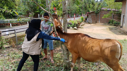 Tren Kasus PMK di Sinjai Menurun, Pendekatan Masif Pemerintah Berdampak Positif