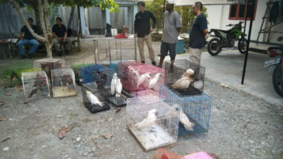 Kemenhut Bongkar Kasus Perdagangan Puluhan Satwa Dilindungi di Papua Tengah