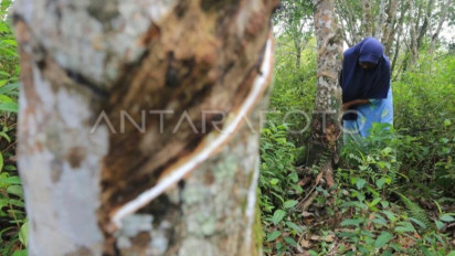 Petani Karet Sambut Baik Rencana Pembangunan Pabrik Ban di Aceh