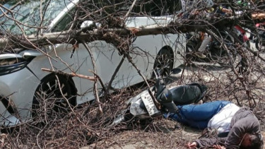 Pohon Tumbang Timpa Pemotor, Korban Luka Parah