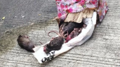 Berturut-turut Media Tempo Dapat Teror Paket Bangkai Hewan, Istana Jamin Kebebasan Pers