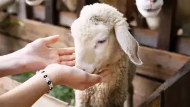 Ilustrasi hewan ternak kambing