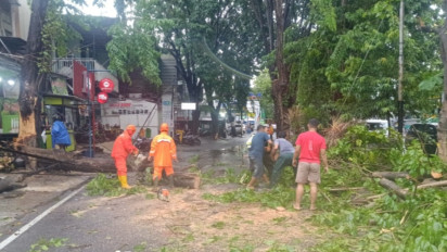 Diterjang Hujan Angin, Empat Ruko Warga Gresik Tertimpa Pohon Besar