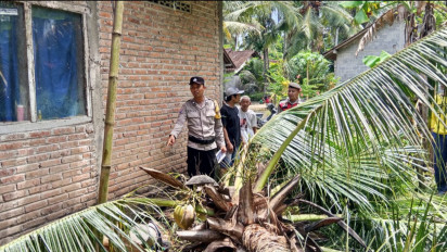 Gegara Angin Kencang, Lansia di Kulon Progo Tewas Tertimpa Pohon Kelapa Tumbang