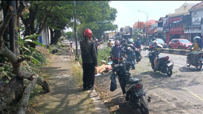 Kurir Paket di Malang Luka-luka Usai Tertimpa Pohon Tumbang