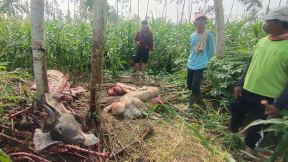 Pencurian Daging Kerbau dengan Modus Sembelih di Tempat Kembali Terjadi di Lumajang, Pelaku Belum Diketahui