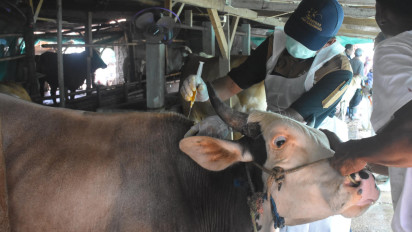 Sambut Idul Fitri, Kementan Pastikan Pengendalian PMK Tetap Optimal