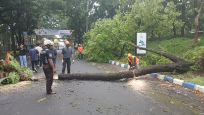 Pohon Tumbang Tutup Akses Malang