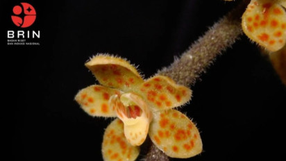 Peneliti BRIN Temukan Spesies Baru Anggrek Akar Tak Berdaun Endemik Sumatera, Ini Fotonya