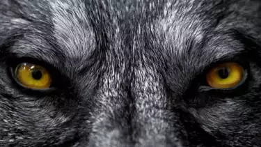 Ilustrasi hewan buas