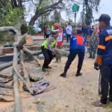 Korban Meninggal Dunia Akibat Pohon Tumbang saat Sholat Idul Fitri di Pemalang Menjadi Tiga Orang