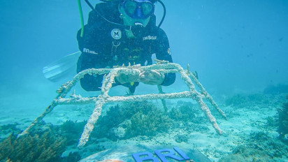 BRI Menanam “Grow & Green” Transplantasi Terumbu Karang, Jadi Ujung Tombak Pelestarian Ekosistem Laut di NTB