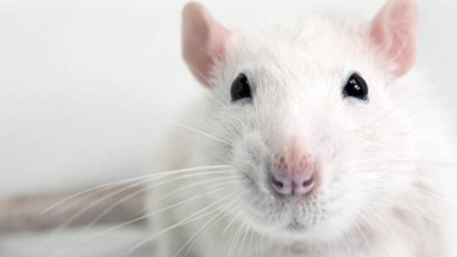 Dari Sekarang Rajin-rajin Baca Istighfar jika Ada Tikus Masuk Rumah, Ustaz Khalid Basalamah Tegaskan Bisa Bawa ini