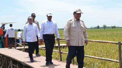 Ditemani Menko Zulhas dan Amran, Presiden Prabowo Panen Raya Padi di Majalengka