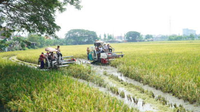 Panen Raya Serentak Zoom Bersama Presiden Prabowo, Bupati Lamongan Upayakan Harga Gabah Petani Stabil di Atas Rp6.000