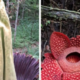 Bunga Rafflesia-Bangkai Mekar Bersamaan dalam Satu Hamparan di Agam