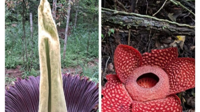 Bunga Rafflesia-Bangkai Mekar Bersamaan dalam Satu Hamparan di Agam