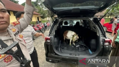 Polisi Tangani Komplotan Pencuri Hewan Ternak di Ogan Ilir