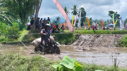 Berhadiah Dua Ekor Kambing, 50 Pemanggul Gabah Beradu Skill Balap Motor di Lahan Sawah