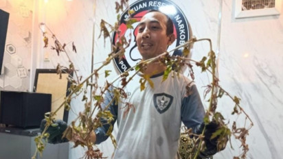 Soal Temuan Tanaman Mirip Ganja, Polres Ponorogo klarifikasi: Itu Kenaf, Tidak Berbahaya