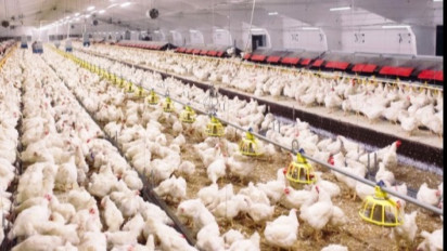 Kementan Stabilkan Produksi dan Harga Ayam Broiler Untuk Lindungi Peternak Rakyat 