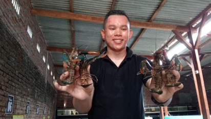 Pemuda Asal Jombang Raup Omzet Puluhan Juta dari Budidaya Lobster Air Tawar