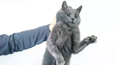 Ilustrasi hewan kucing