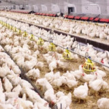 Jatuh sampai Rp11 Ribu! Harga Ayam Hidup Anjlok Drastis Usai Lebaran, Pemerintah Didesak Kontrol Jebakan Suplai DOC: Peternak Rugi Besar
