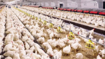 Jatuh sampai Rp11 Ribu! Harga Ayam Hidup Anjlok Drastis Usai Lebaran, Pemerintah Didesak Kontrol Jebakan Suplai DOC: Peternak Rugi Besar