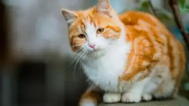 Mau Merawat tapi Bingung Kucing Melahirkan Terus, Apakah Boleh Sterilisasi dalam Islam? Buya Yahya Sebut Selama Tidak...