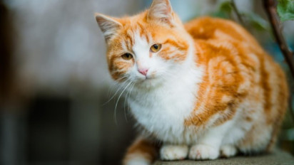 Mau Merawat tapi Bingung Kucing Melahirkan Terus, Apakah Boleh Sterilisasi dalam Islam? Buya Yahya Sebut Selama Tidak...