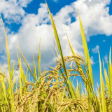 Kegiatan Pertanian Dapat Menopang Ketahanan Pangan Bagi Warga Binaan Pemasyarakatan