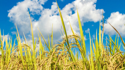 Kegiatan Pertanian Dapat Menopang Ketahanan Pangan Bagi Warga Binaan Pemasyarakatan