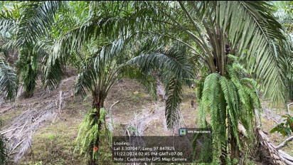 TNGL Aceh Tenggara akan Eksekusi Ratusan Hektare Kawasan Beralih Fungsi jadi Kebun Kelapa Sawit