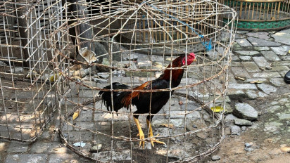 Meresahkan, Arena Judi Sabung Ayam di Gresik Digerebek Petugas Gabungan TNI Polri
