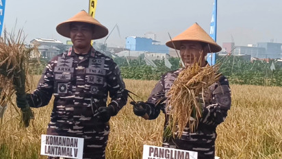 Panen Padi di Belantara Kota Metropolitan Surabaya, TNI AL Perkuat Ketahanan Pangan