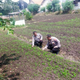 Cuaca Ekstrim, Polresta Sidoarjo Lakukan Monitoring Program Ketahanan Pangan di Dua Lahan Wilayah Porong