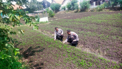 Cuaca Ekstrim, Polresta Sidoarjo Lakukan Monitoring Program Ketahanan Pangan di Dua Lahan Wilayah Porong