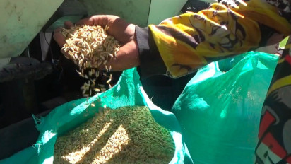 Bulog Serap 15 Ribu Ton Gabah, Optimalkan Lahan Tidur untuk Swasembada Pangan