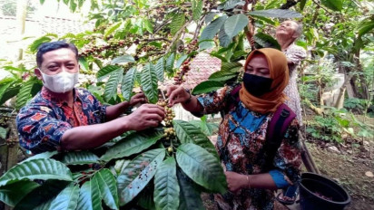 Mencicipi Kopi Era Kolonial Belanda Sembari Belajar Budidaya di Agroeduekowisata Budaya Trajumas Java Coffe Kulon Progo