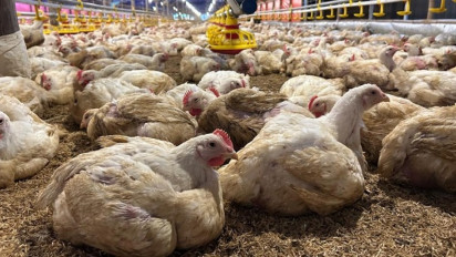 Langkah Cepat Kementan Stabilkan Harga Ayam dan Telur