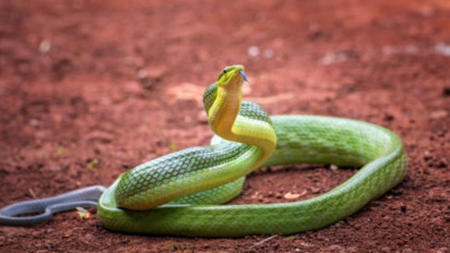 Wanita Belum Menikah Mimpi Ular Masuk Rumah, Bukan Dapat Jodoh, Ternyata Artinya...