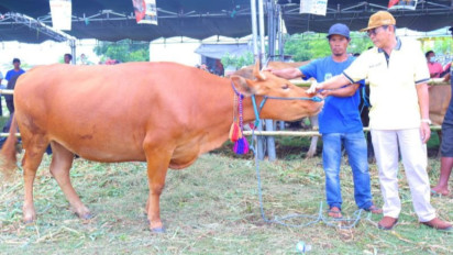 Jelang Idul Adha 2025, 12 Ribu Ekor Sapi Asal NTB Dikirm ke Jabodetabek