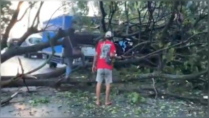 Pohon Tumbang di Baron, Nganjuk Timpa Pengendara Motor, Dua Orang Luka