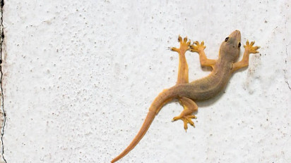 Langkah Apa yang Diambil Umat Muslim kalau Ada Cicak? Ustaz Adi Hidayat Menjawab