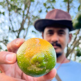 Petani Jeruk di Banyuwangi Merugi karena Perkebunan Diserang Hama