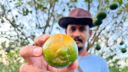 Petani Jeruk di Banyuwangi Merugi karena Perkebunan Diserang Hama
