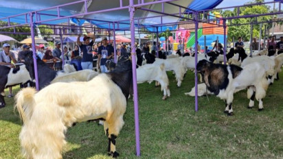 Peternak Kambing dan Domba di Kudus Gelar Pameran, Harap Dongkrak Penjualan Hewan Ternak